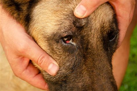 4 Types of Eye Infection in Dogs (With Home Remedies) - A-Z Animals