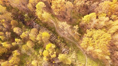 Aerial Shot of Forest · Free Stock Photo