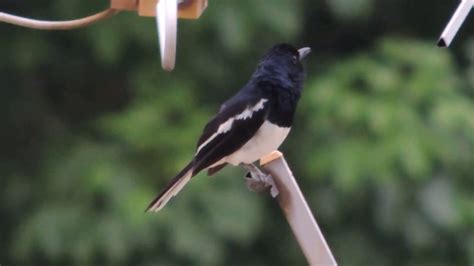 Magpie Robin singing loud & clear on a beautiful morning - YouTube