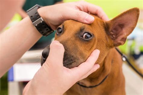 Eye Drops for Dogs: Types and How to Use Them | Great Pet Care