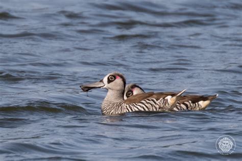 Wildlife Den – South African Wildlife Photography » Pink-Eared Duck