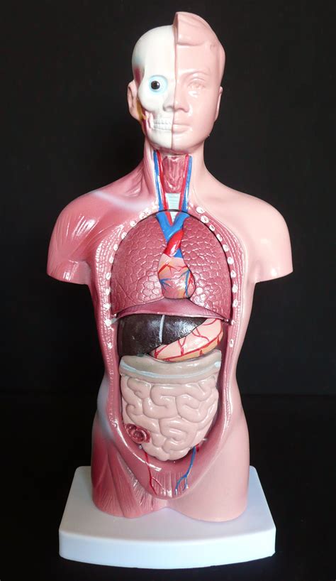 26cm Tall Human Anatomical Unisex Torso Model | Torso Models – Store – Medical Models