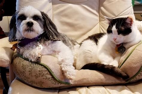 20 Funny Photos of Dogs and Cats Together | Reader’s Digest
