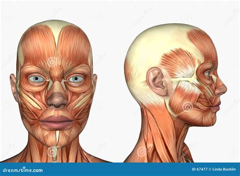 Face Muscles Rev Med Human Anatomy Diagrams For Reference Anatomy - Vrogue