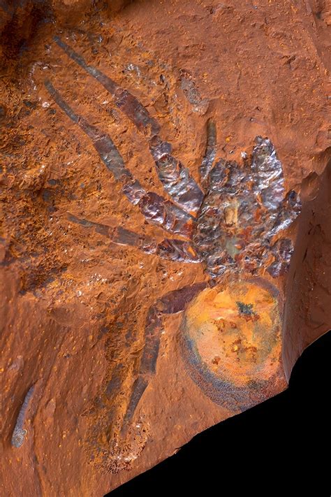 Large fossil spider found in Australia