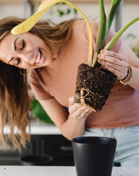 Repotting 101 | Happy Happy Houseplant