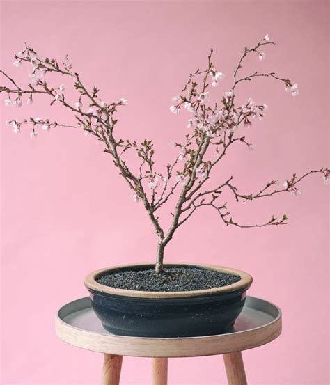 Amazon Has A Cherry Blossom Bonsai Tree Kit For $29