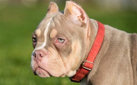 Pocket Bully - Breed Overview | My American Bully