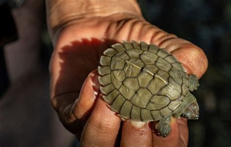 Isolated Female Burmese Roofed Turtle Surprises Conservationists by Laying Fertile Eggs > Newsroom