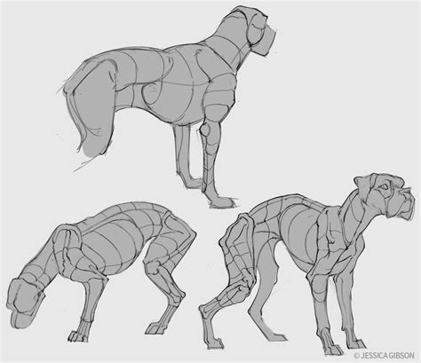 Dog Anatomy Studies by Servaline on DeviantArt | Dog anatomy, Animal ...