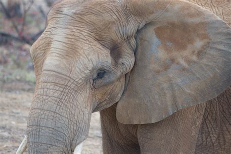 Elephant Conservation | Birmingham Zoo