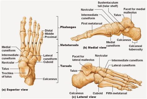 Bones of The Foot Diagram images