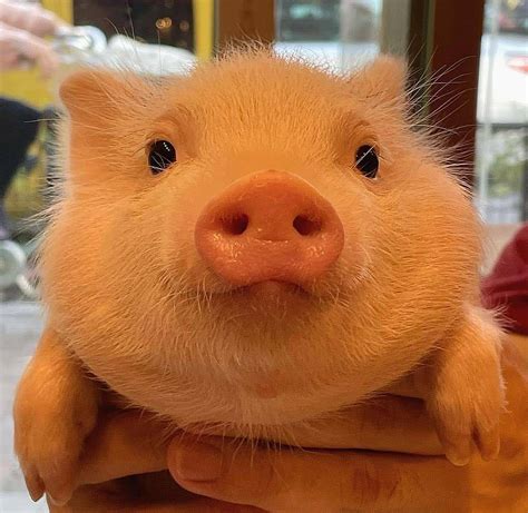 Cutest chubby piggy : r/a:t5_5n22n8