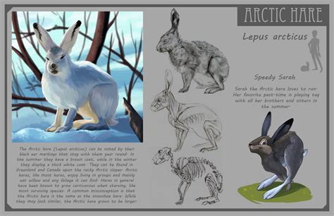 Arctic Hare Anatomy Images & Pictures - Findpik | Arctic hare, Anatomy images, Hare