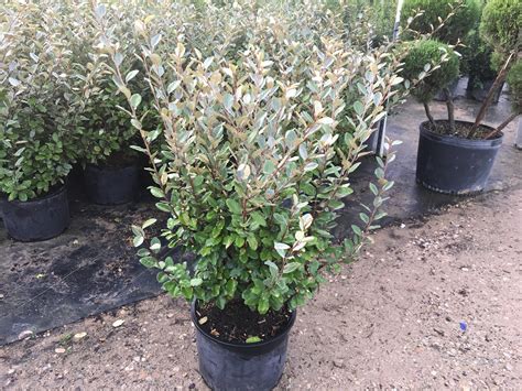 Elaeagnus | Southwest Nursery | Wholesale Landscaping Supplies | Dallas ...