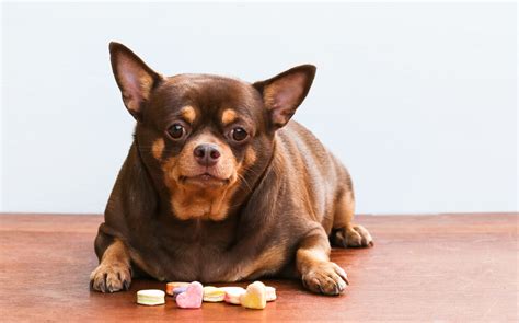 Obese Chihuahua: Health Risks, Prevention and Solutions - Raised Right - Human-Grade Pet Food