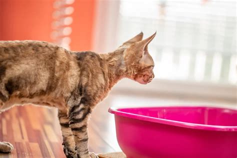 Cat Pooping Outside of Litter Box: Causes and How to Stop It | The Village Vets