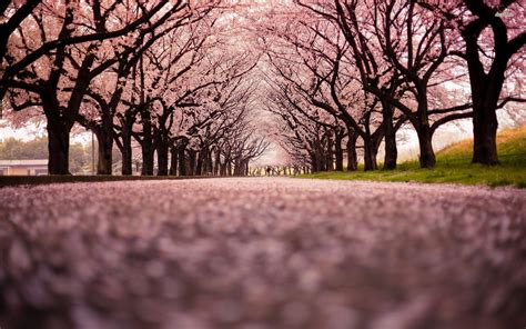 Japanese Cherry Blossom Wallpapers - Wallpaper Cave