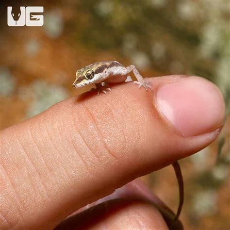 Steudner's Pygmy Geckos (Tropiocolotes steudneri) For Sale - Underground Reptiles