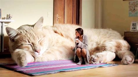 THE BIGGEST CATS In The World | ADEW Pets Centre