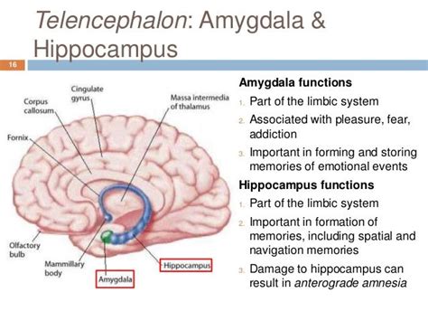 amygdala function | Anatomy | Limbic system, Anatomy, Map