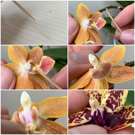 Tutorial: How to Grow Orchids from Seed Orchid Care, Orchid Flower, Flower Garden Plants ...