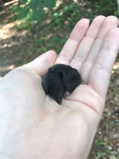 tiny baby shrew i found today :) : r/tinyanimalsonfingers