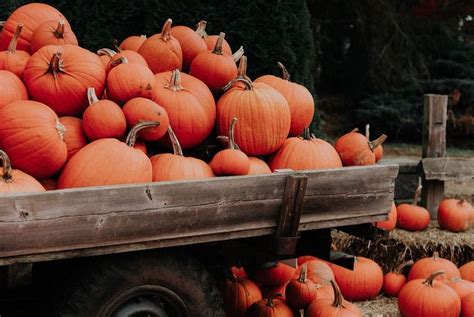 The Bay's Best Pumpkin Patches + Corn Mazes