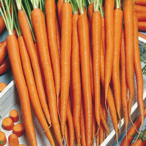 Top 24 Greatest Carrot Varieties to Grow in Your Home Garden