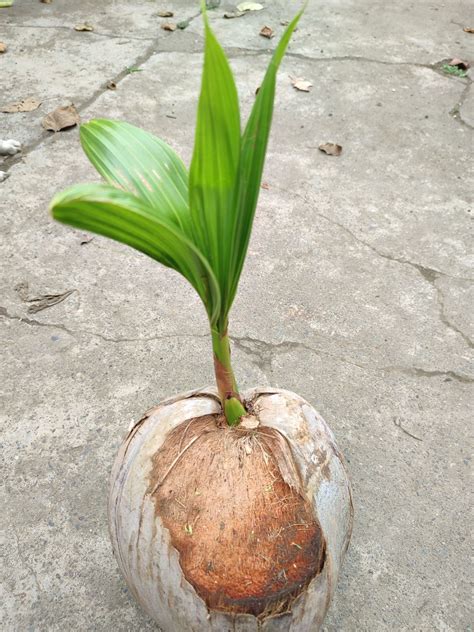 SUPER LEGIT HIGH QUALITY MACAPUNO!!! Dwarf Coconut. Big fruit variety. Why wait 10 years if you ...