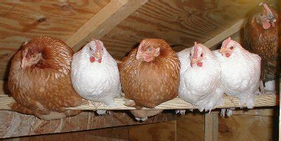 When the Chickens Come Home to Roost | The Outsource Resource