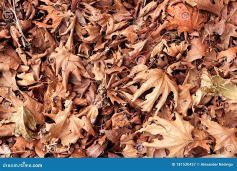 Dry leaves texture. stock image. Image of botany, garden - 181530457