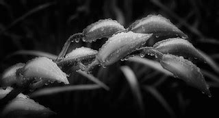 #1155 wet garden 3 mono | Robert Montgomery | Flickr