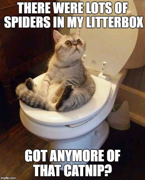 Toilet cat Memes - Imgflip