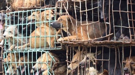 Petition · To end the dog meat trade · Change.org