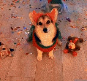 15 Dog Christmas Lights GIF Animation