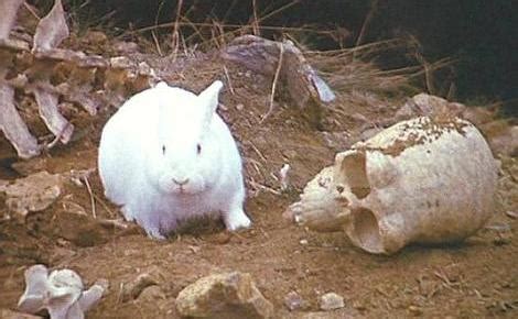 Rabbit of Caerbannog | Villains Wiki | FANDOM powered by Wikia