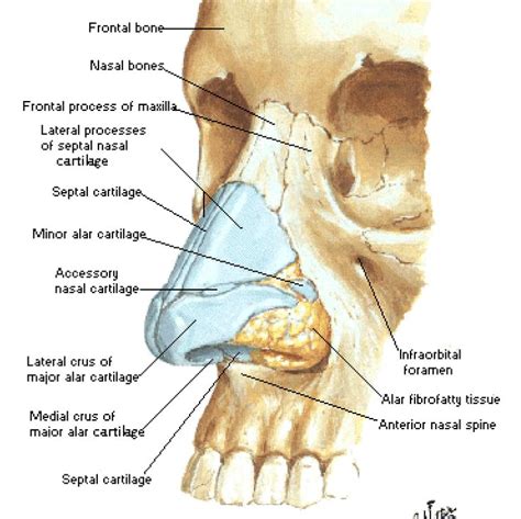 Pin on Anatomy (Drawn/Rendered)