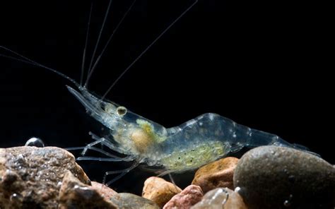 Ghost Shrimp - Breeding, Diet, Tank Size, Water Requirement
