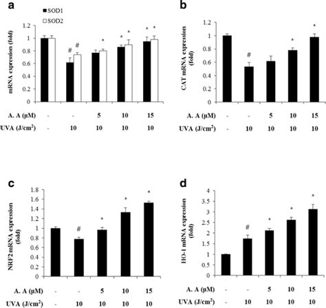 Photodamage attenuation effect by angelic acid in UVA irradiation ...