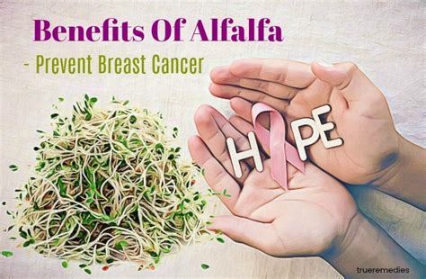 17 Health & Beauty Benefits Of Alfalfa Sprouts