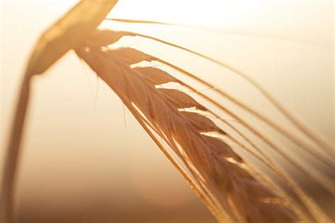 HD wallpaper: Ear of wheat on sunset, wheat plant | Wallpaper Flare