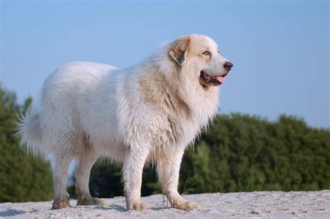 Great Pyrenees Info, Life Expectancy, Temperament, Puppies, Pictures