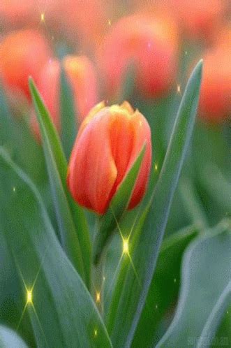 an orange tulip is in the middle of some green leaves and bright lights are shining on it