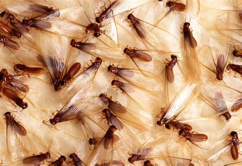 What Do Termites Look Like? Signs of Termite Damage