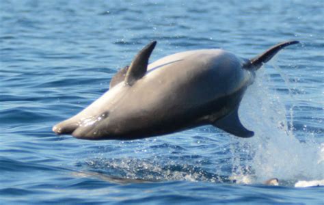 Dolphin Conservation Volunteer, Croatia, Adriatic - Volunteer & EcoTravel