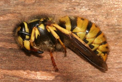 Tasmania – German Wasp | The Backyard Arthropod Project