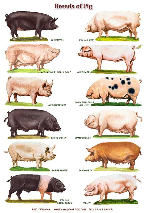 A4 Posters. Breeds of Cattle, Sheep or Pigs - Etsy UK | Pig breeds, Pet pigs, Pig farming