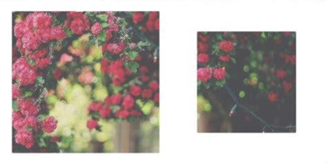 flower header on Tumblr