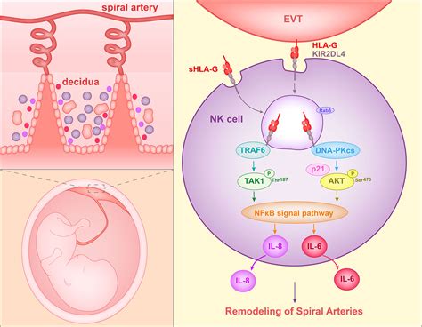 Frontiers | Roles of HLA-G in the Maternal-Fetal Immune Microenvironment